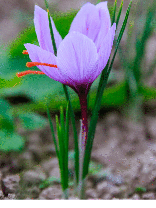 How to Grow Saffron, the world’s Most Expensive Spice